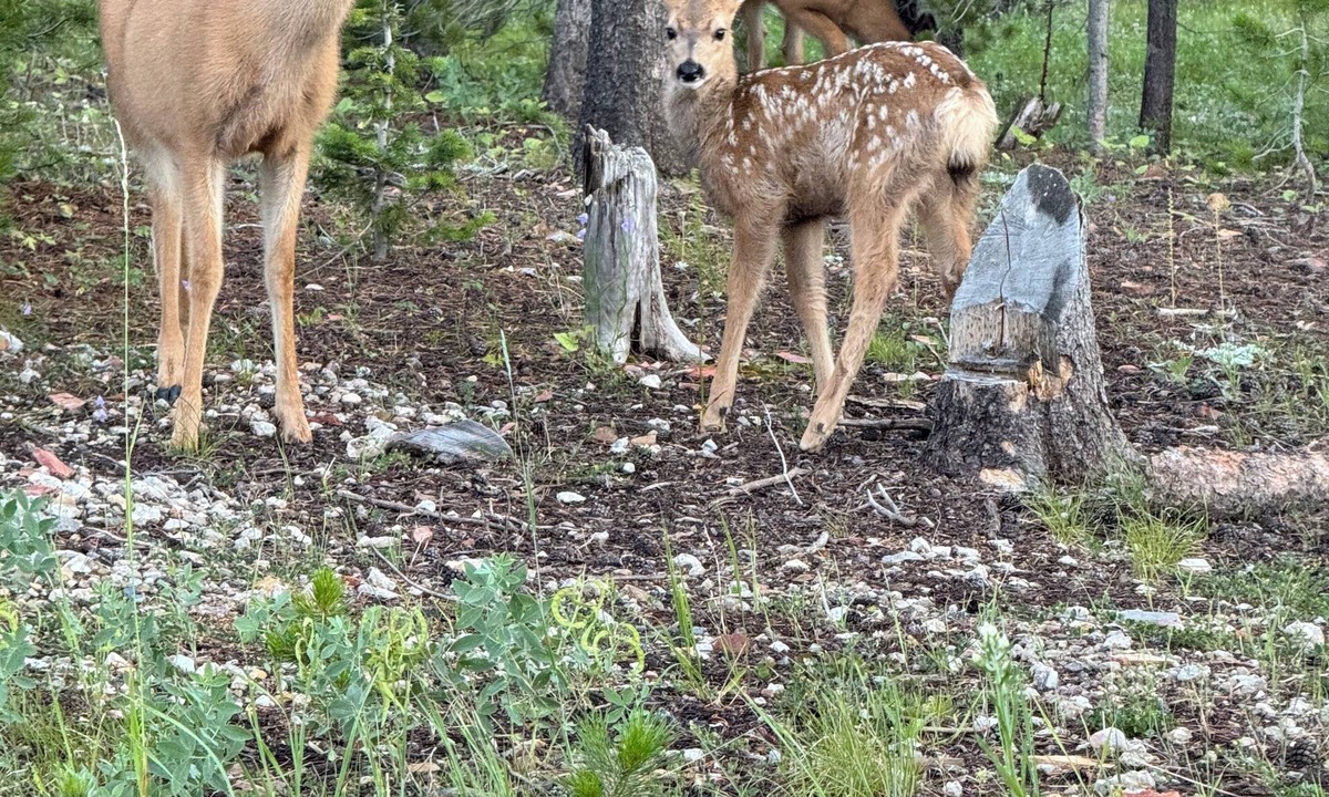 Casper Mountain Cabin | Cozy 1-bedroom cabin on Casper Mountain set upon 6 acres of peaceful forest.