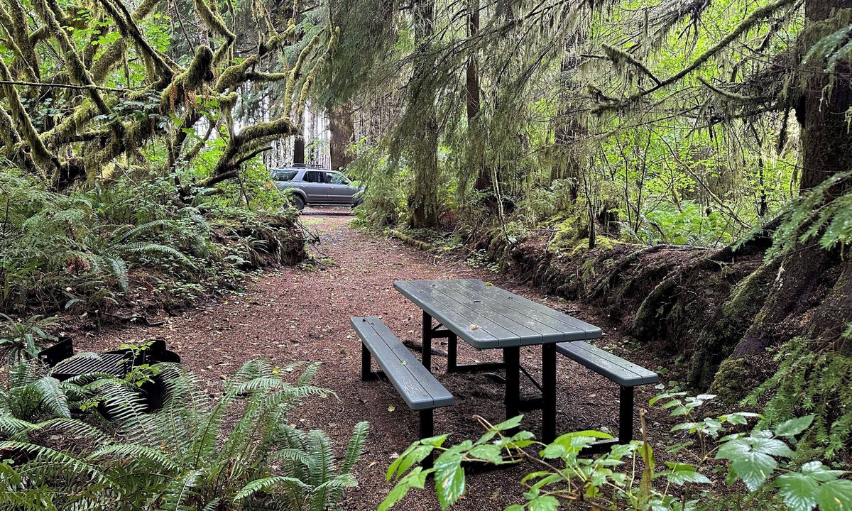 Forks RV Rental | Primitive Tent Site in Enchanted Rain Forest - Site #4
