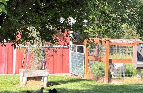 Colbert Cottage | 1-bedroom cottage on a mini farm, handicap friendly in North Spokane!