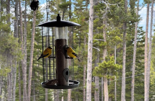 Casper Mountain Cabin | Cozy 1-bedroom cabin on Casper Mountain set upon 6 acres of peaceful forest.