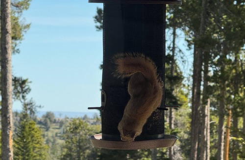 Casper Mountain Cabin | Cozy 1-bedroom cabin on Casper Mountain set upon 6 acres of peaceful forest.