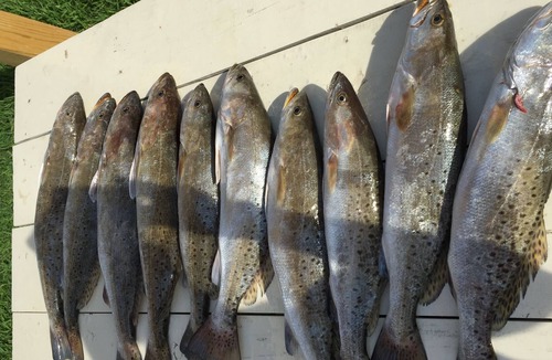 Cedar Lane House | Low Tide: All-day Fishing, Quick East Bay Access