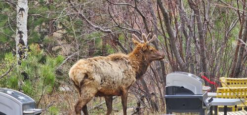 Estes Park Resort | Nicky's Resort