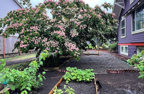 Tukwila House | PEAK GLAMPING EXPERIENCE on 1/2 acre w/trees and gardens. Vegetarian/No smokers