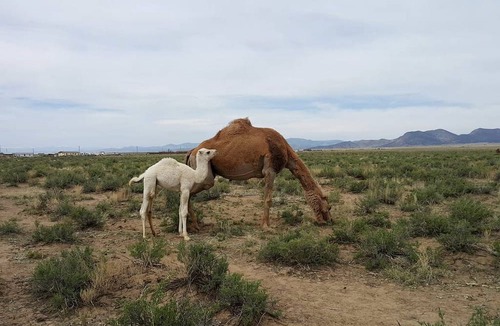 Capulin Cabin | Romantic Camping Yurt on Camel Farm near Alamosa, Colorado