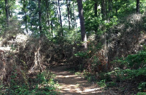 Anacoco RV Rental | Tentrr State Park Site - Louisiana South Toledo Bend State Park - Site F - Sing