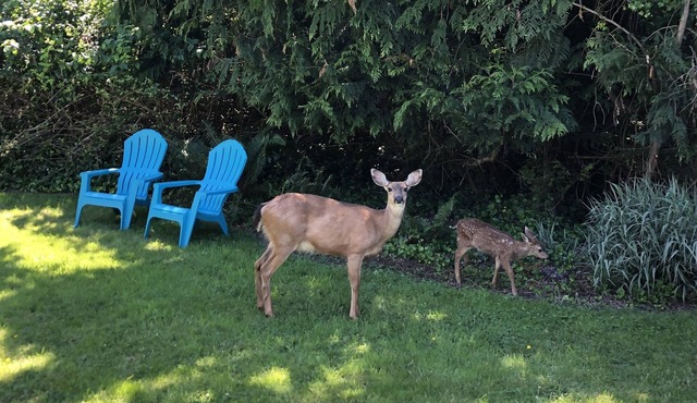 Cozy Cottage with deck within walking distance of Langley restaurants and shops.
