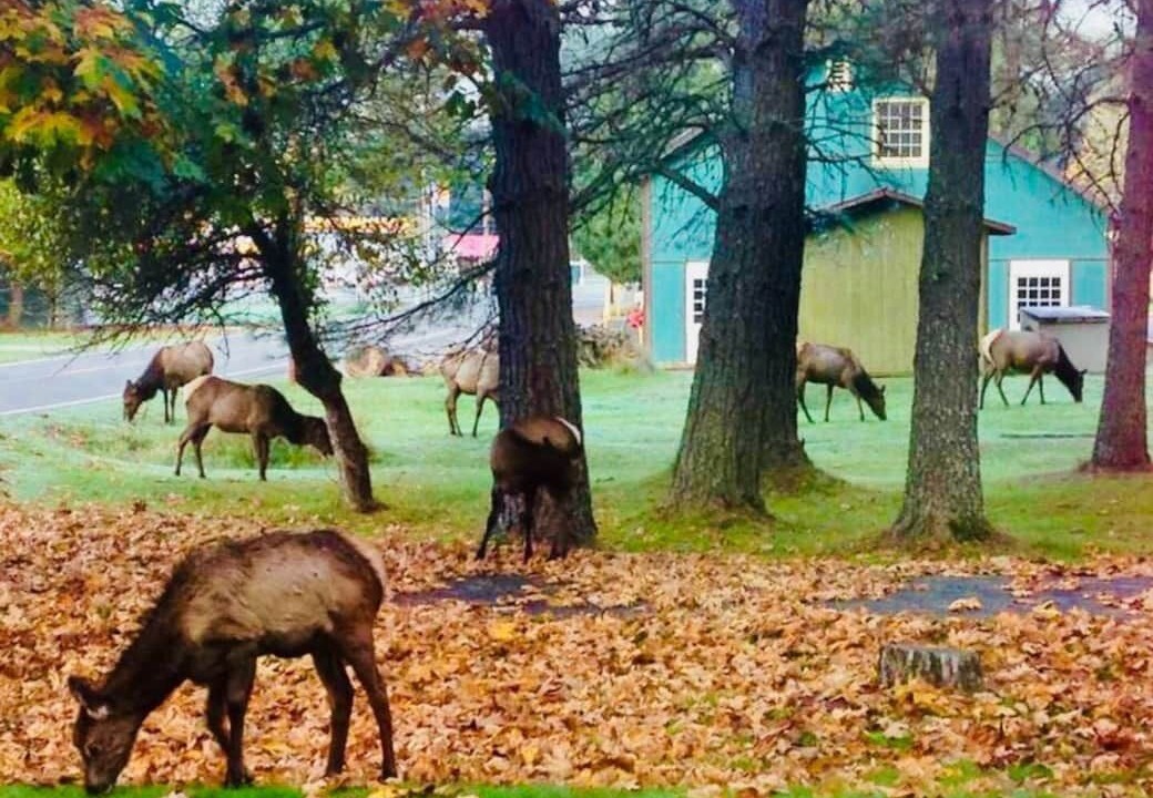 Photo of Others in Packwood