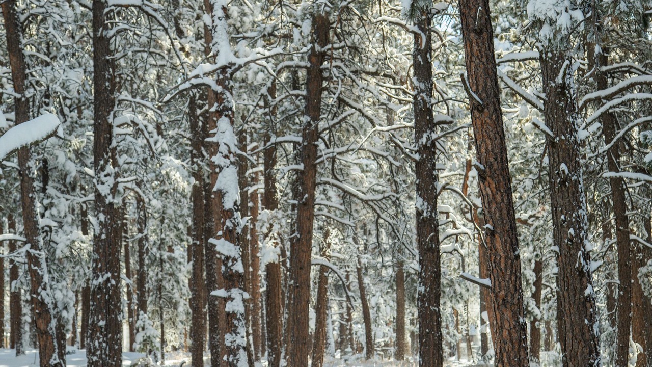 Photo of Others in Colorado Springs