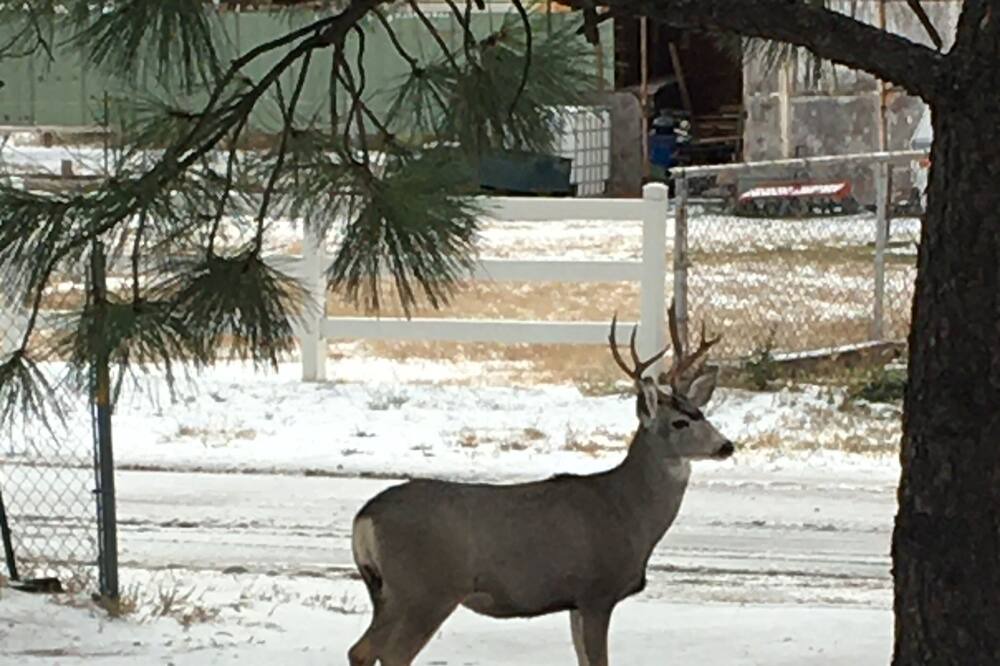 Photo of Others in Ruidoso Downs