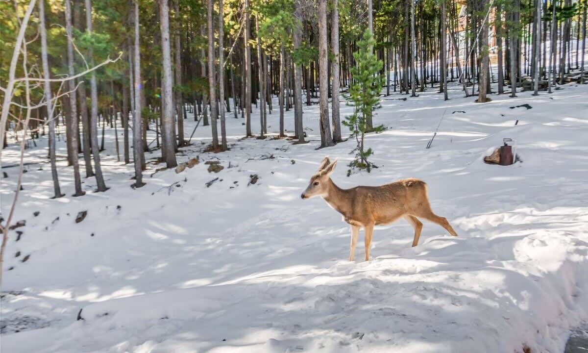 Photo of Others in Evergreen
