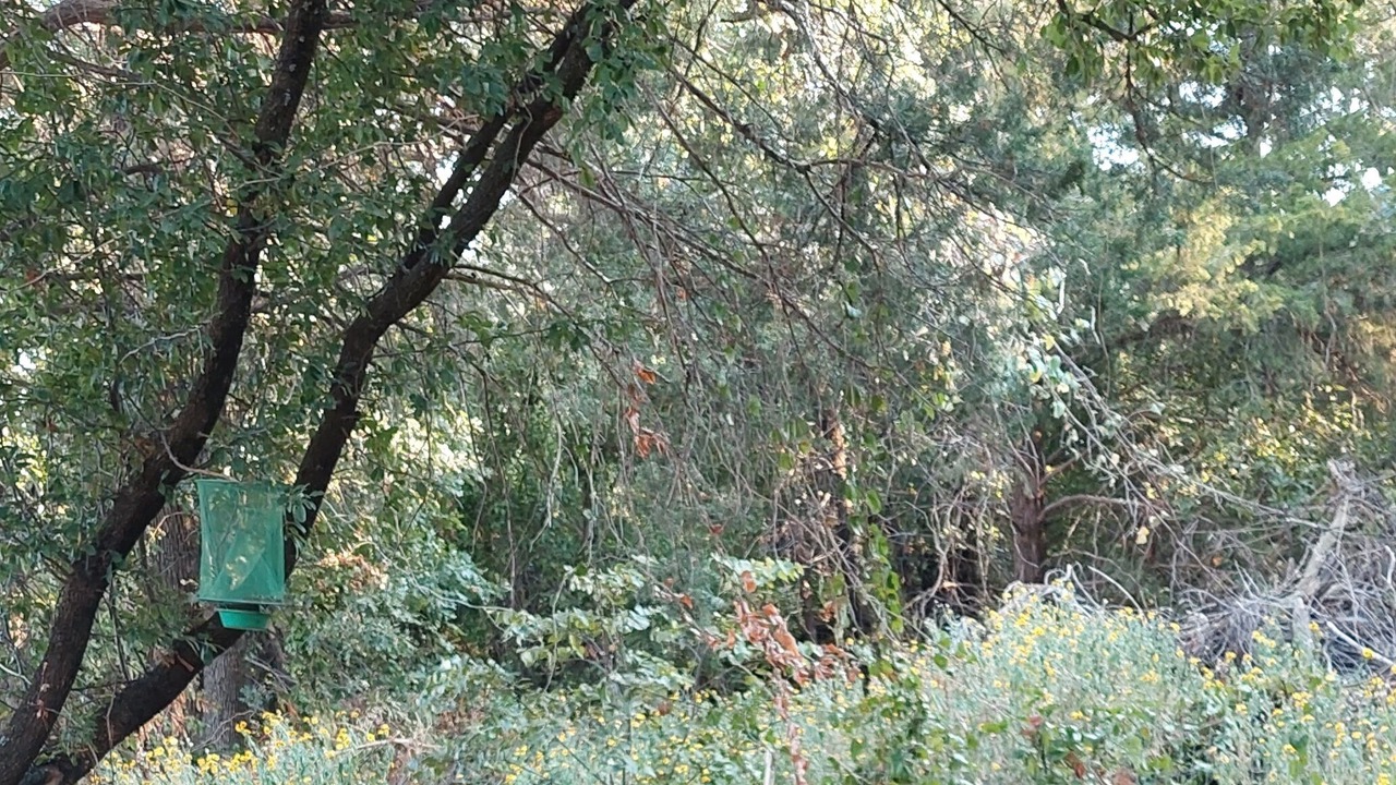 Photo of Outdoor in Bison