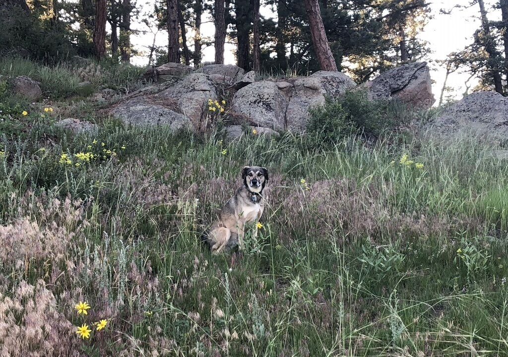 Photo of Others in Glacier View Meadows