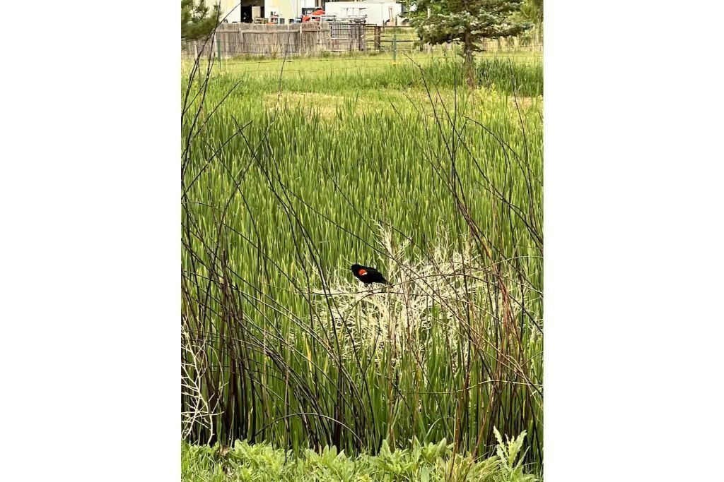 Photo of Outdoor in Longmont