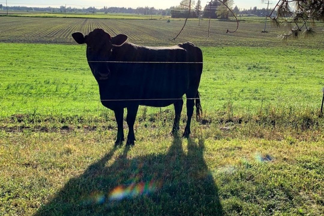 Photo of Others in Lynden