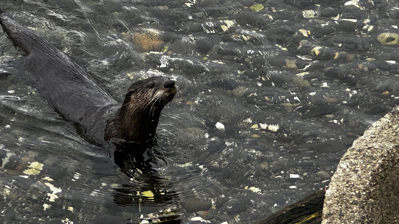 Photo of Others in Erlands Point-Kitsap Lake