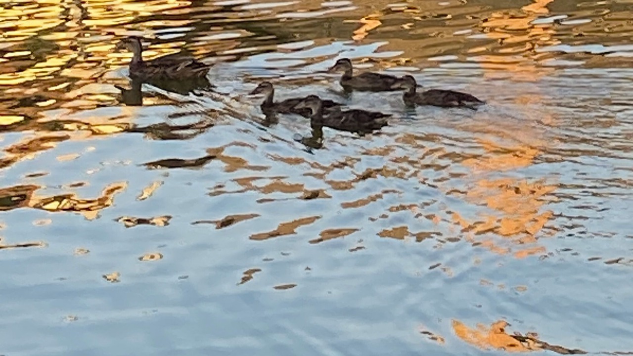Photo of Others in Granbury