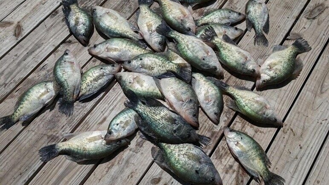 Photo of Others in Palo Pinto