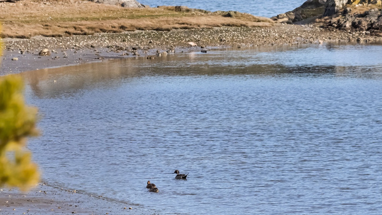 Photo of Others in Roche Harbor