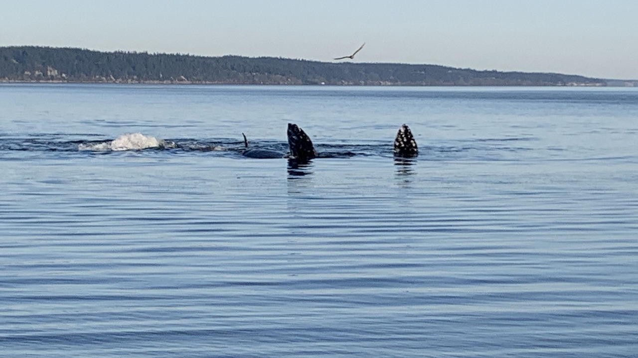 Photo of Others in Langley