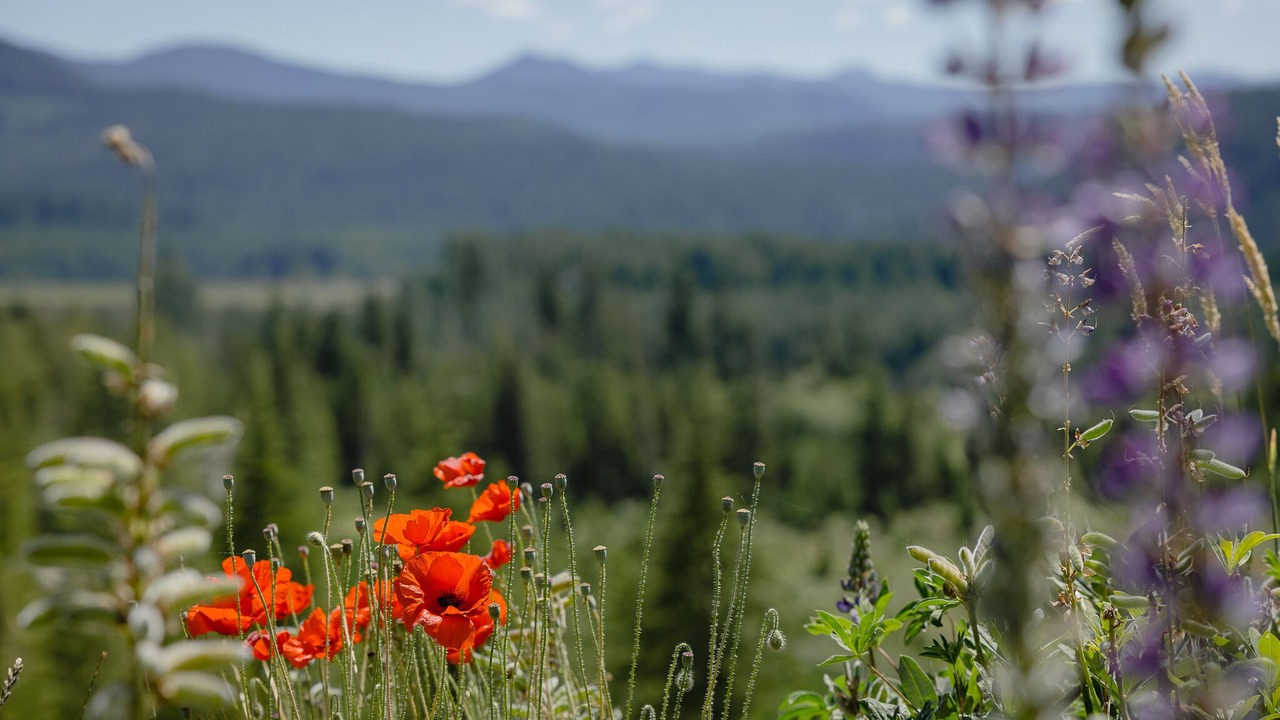 Photo of Outdoor in Mount St. Helens