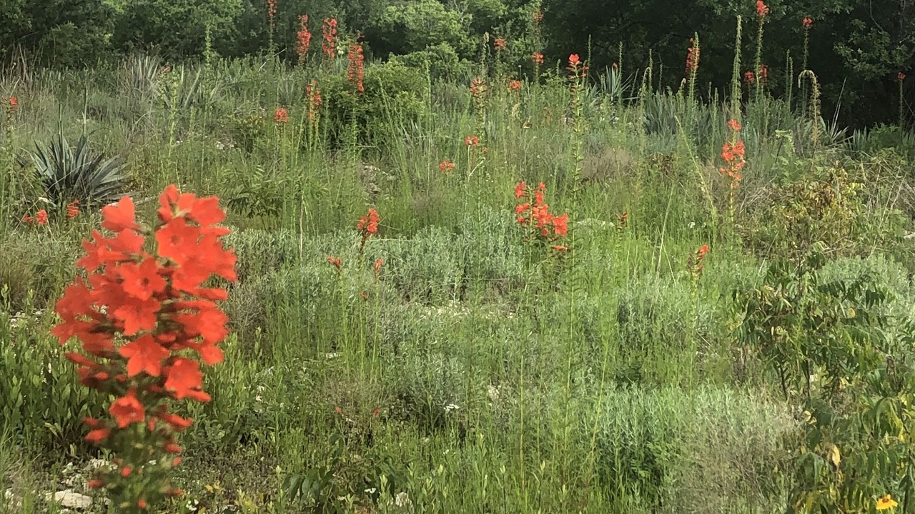 Photo of Outdoor in Paluxy