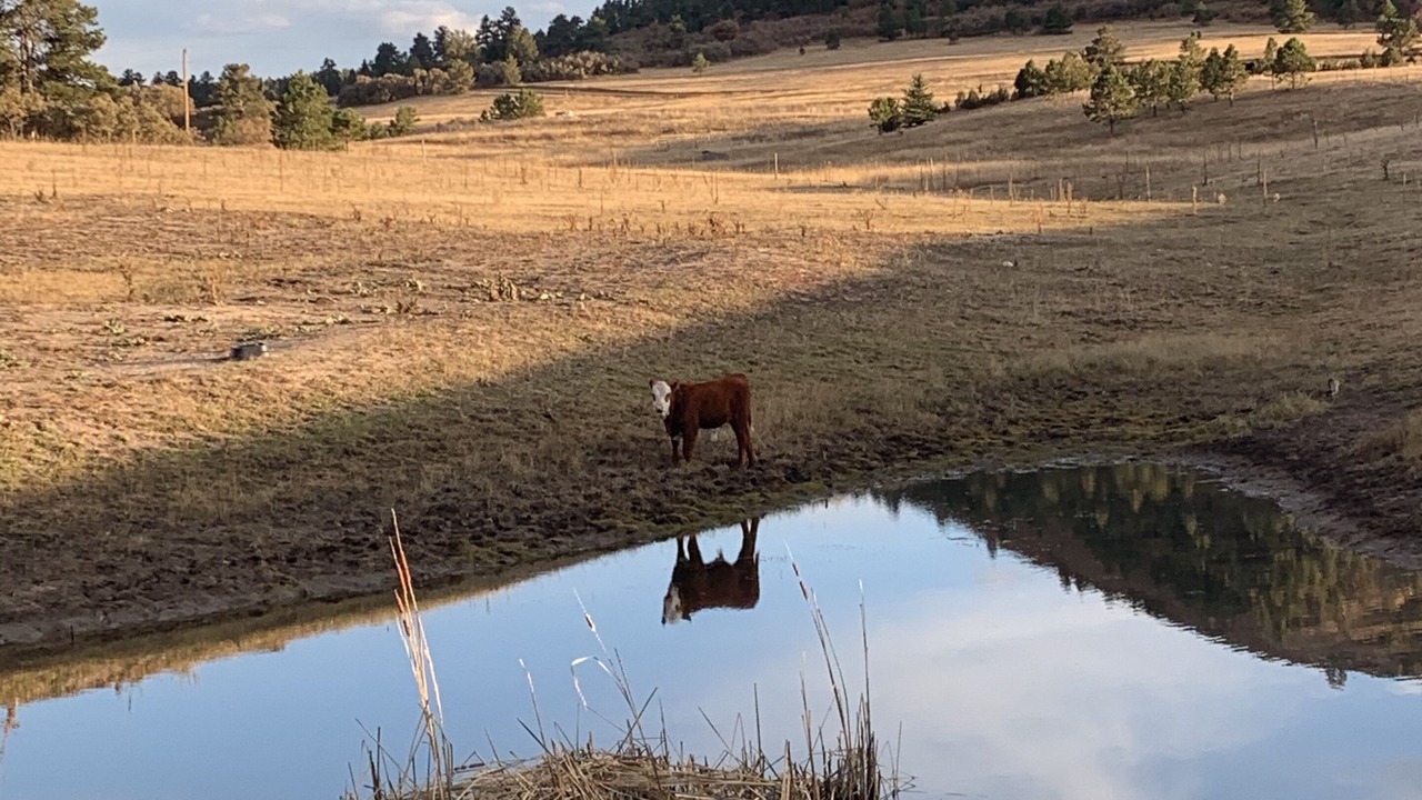 Photo of Others in Larkspur