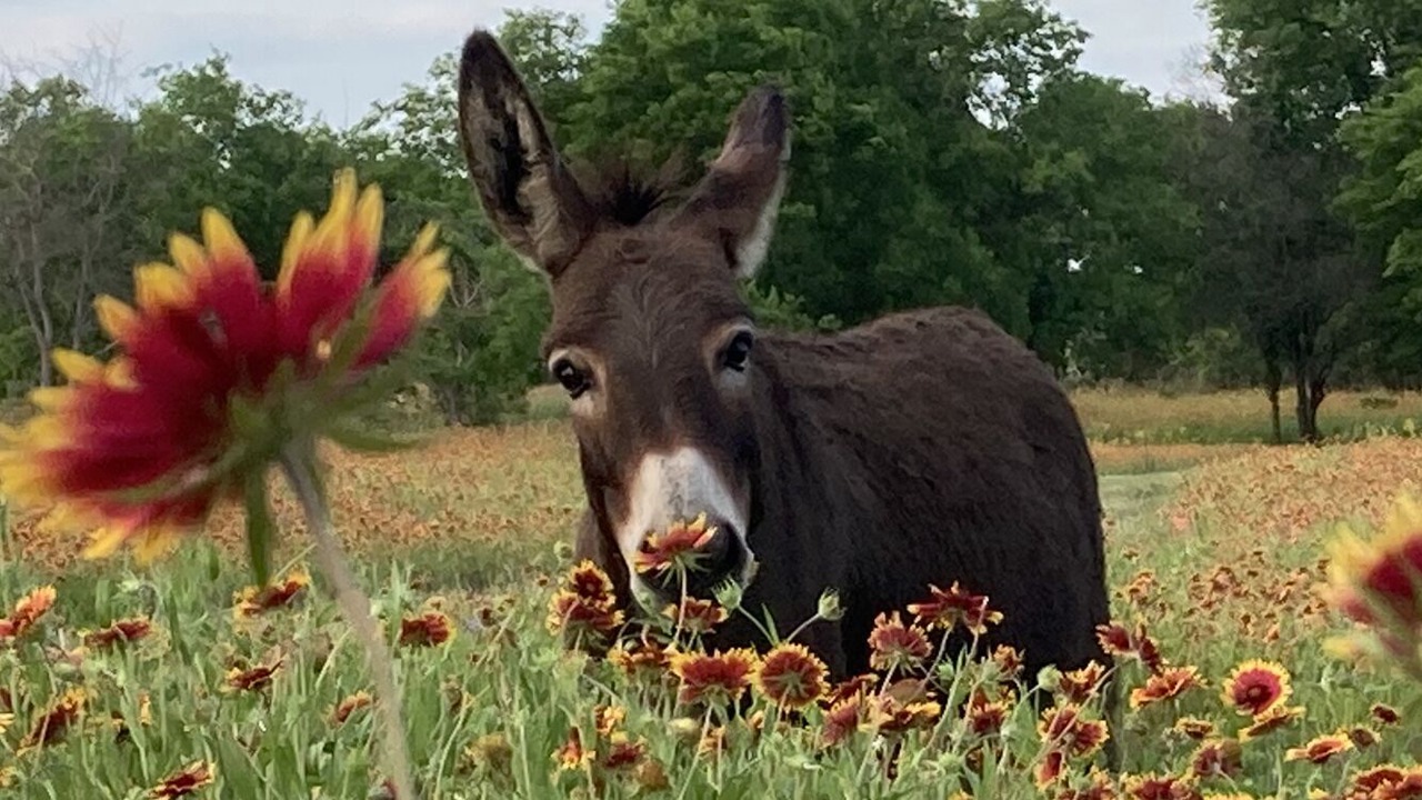 Photo of Others in McLennan County