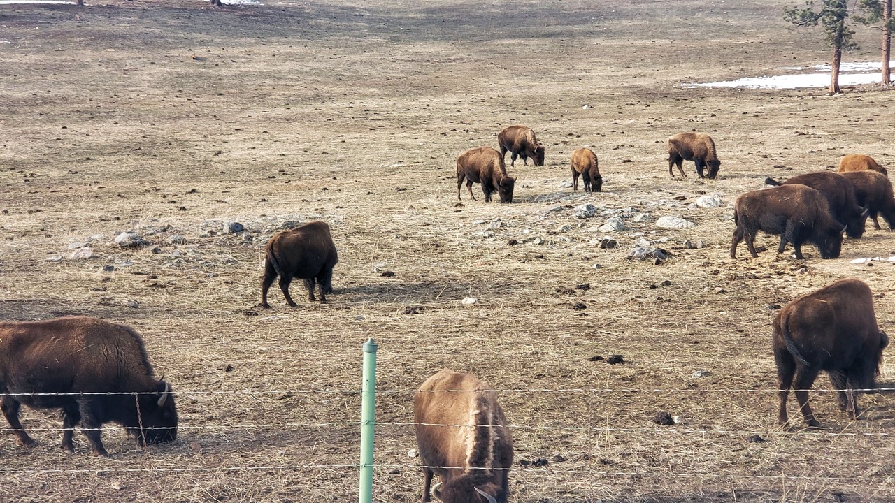 Photo of Others in Arvada