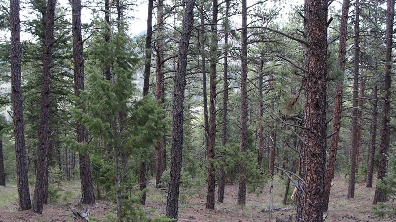 Photo of Outdoor in Grant
