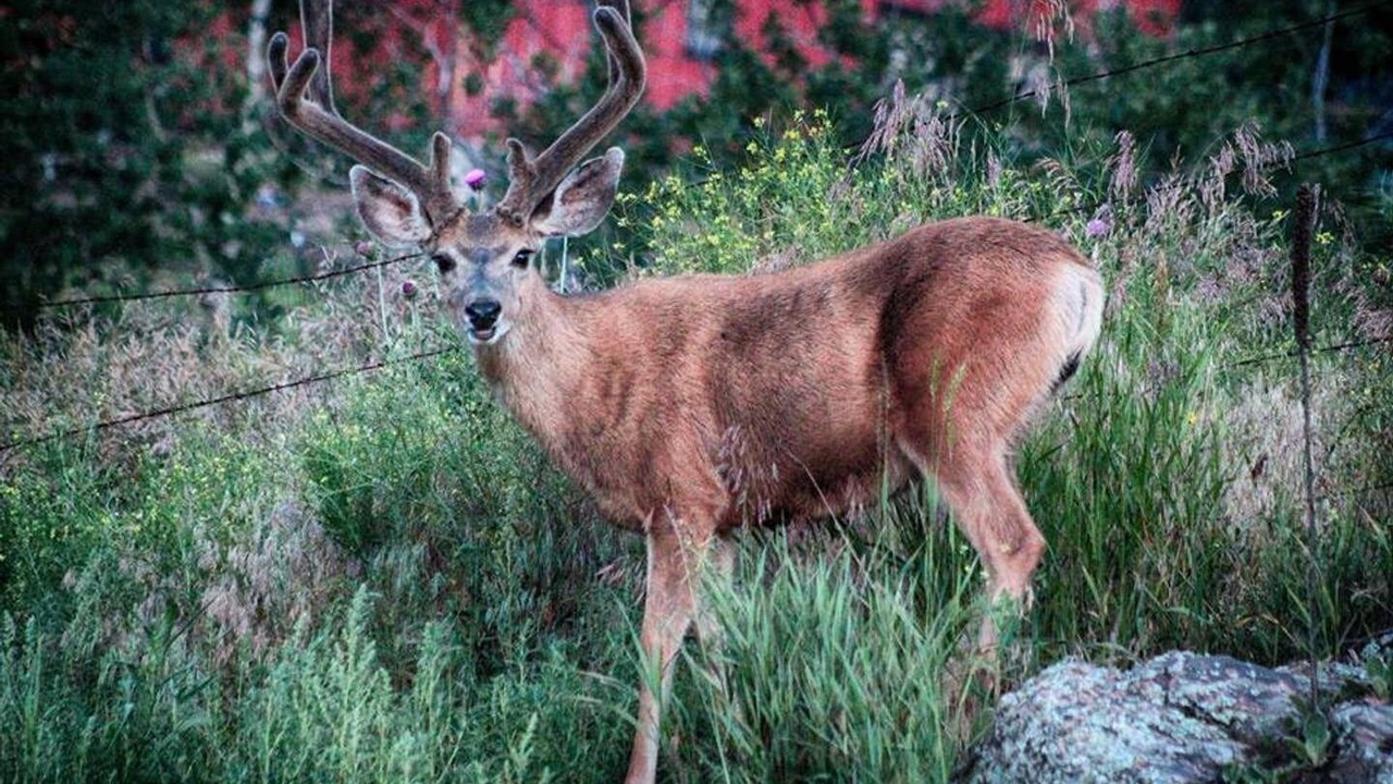 Photo of Outdoor in Grant