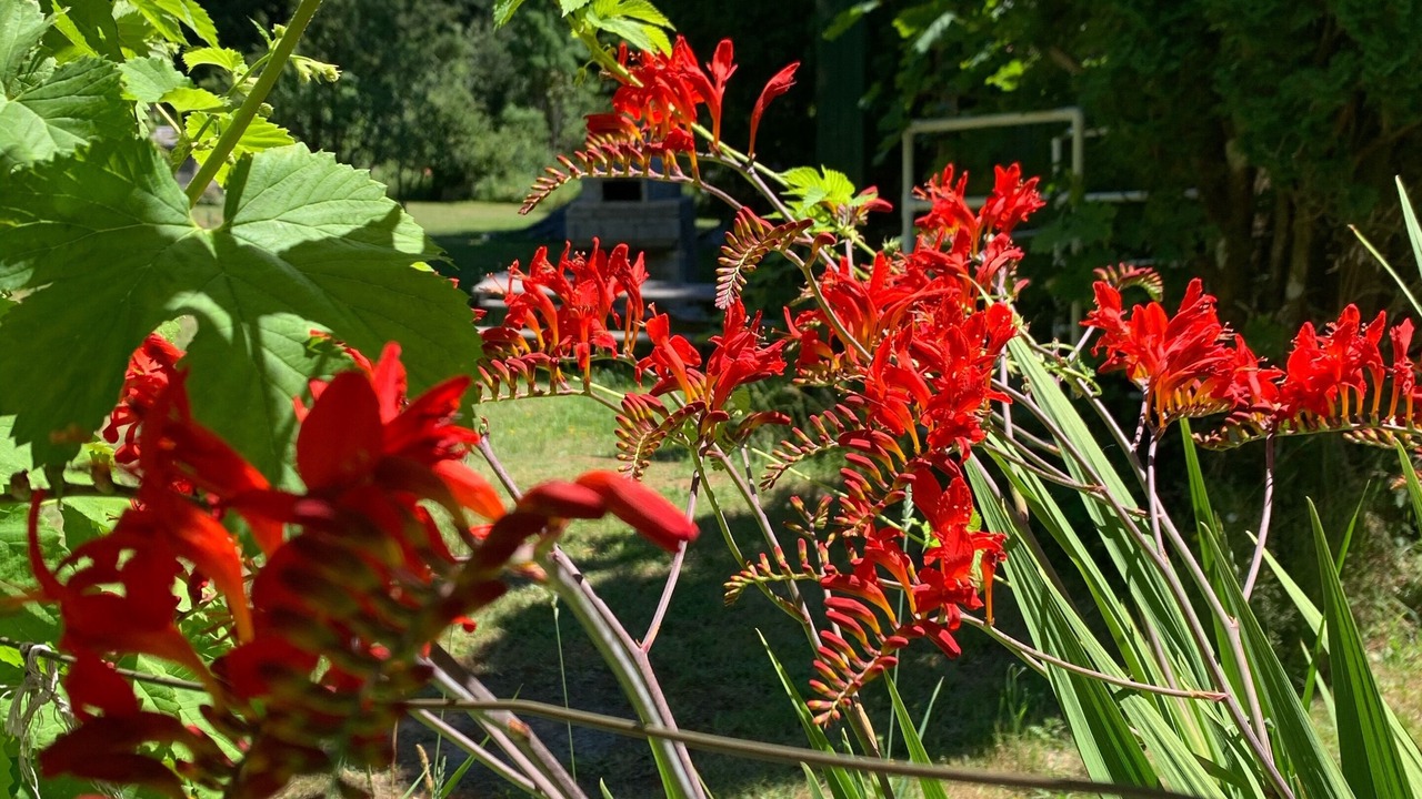 Photo of Outdoor in Cook
