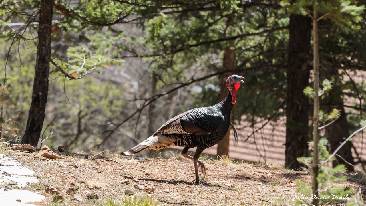Photo of Others in Ruidoso