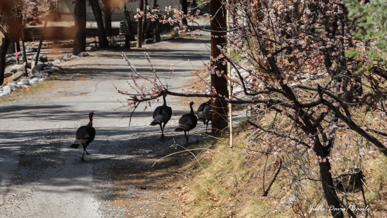 Photo of Others in Ruidoso