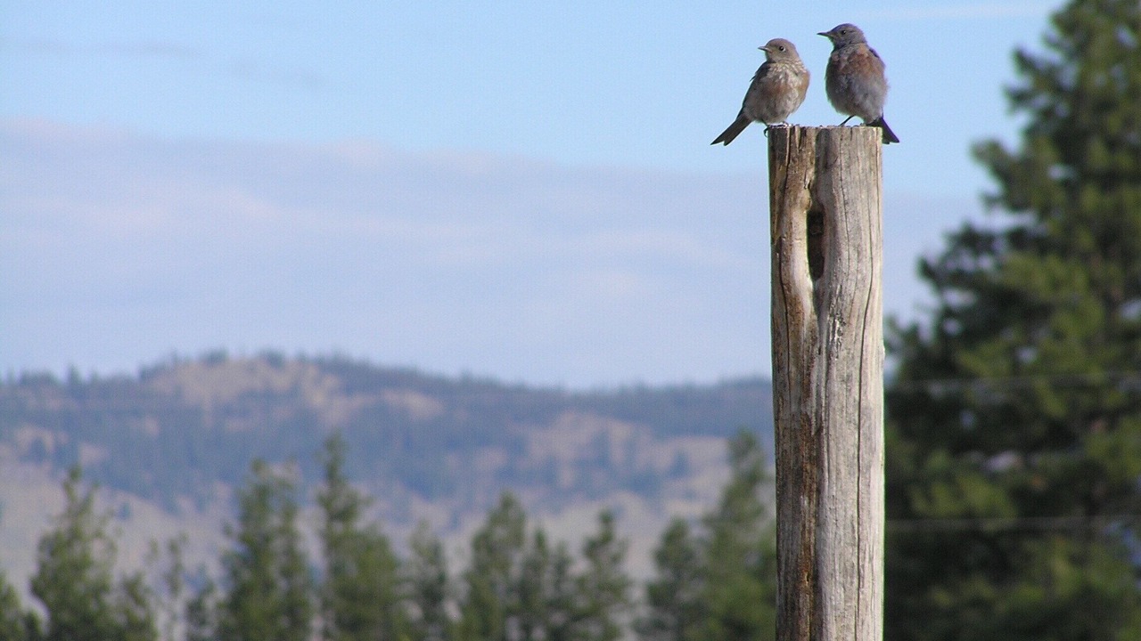 Photo of Others in Nespelem