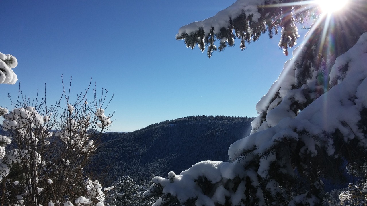 Photo of Others in Evergreen
