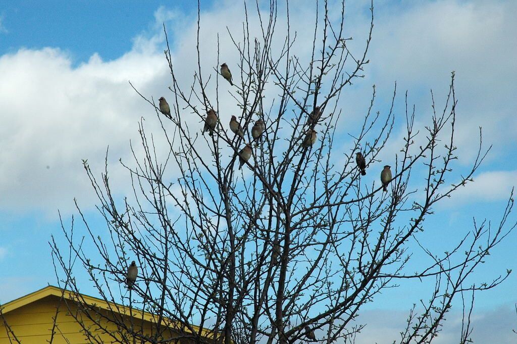 Photo of Others in Sequim
