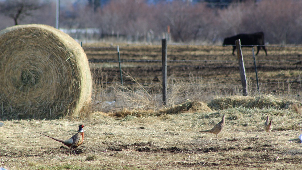 Photo of Others in Okanogan