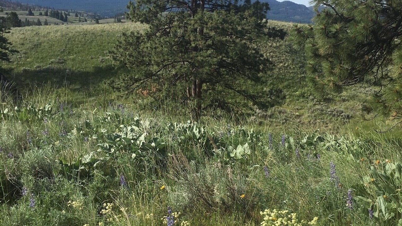 Photo of Outdoor in Oroville