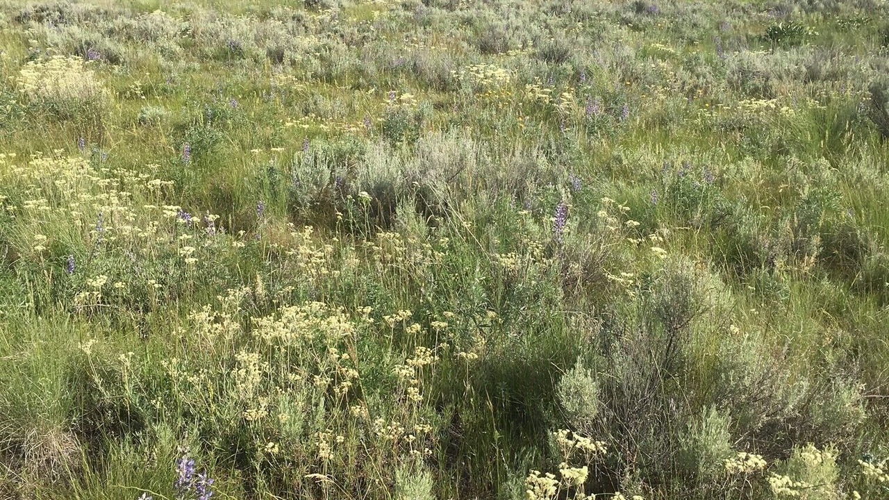 Photo of Outdoor in Oroville