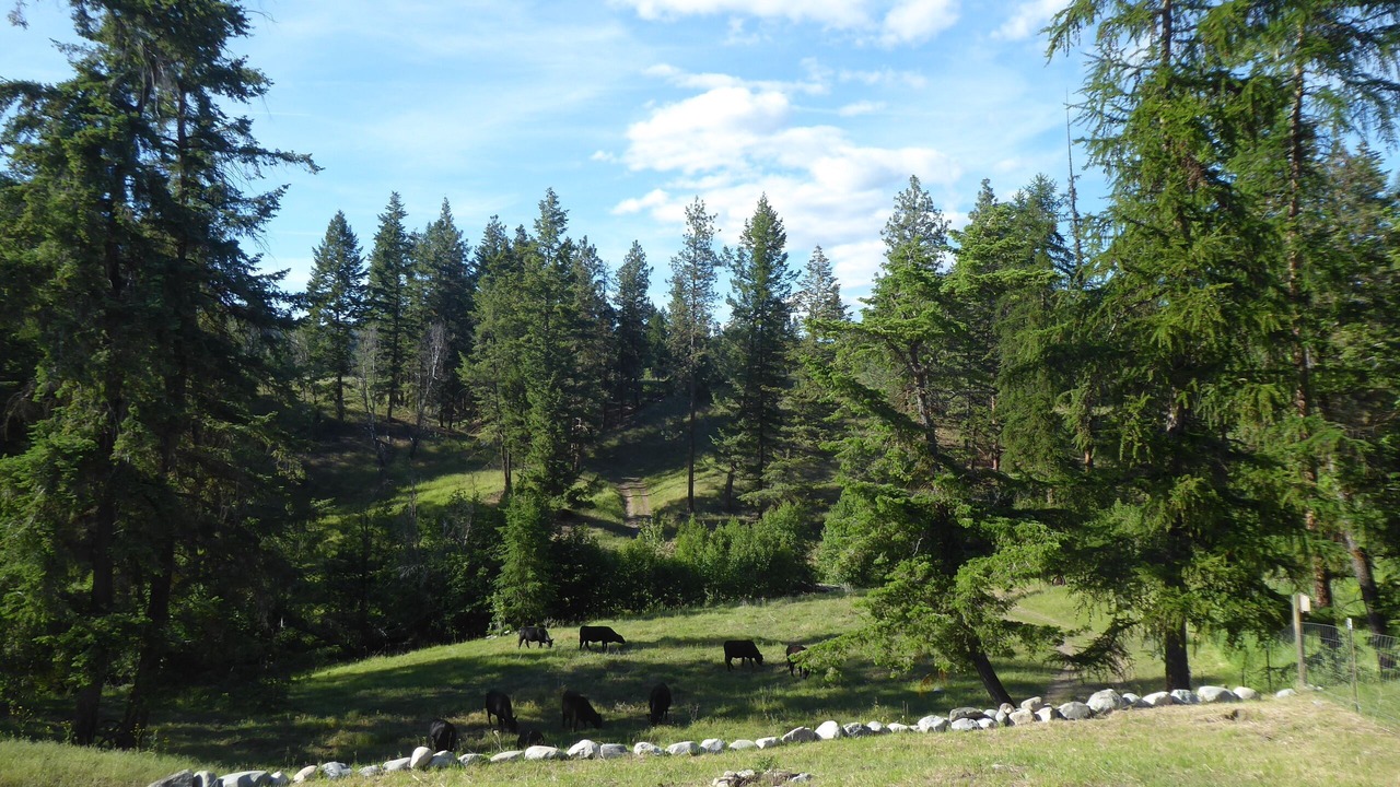 Photo of Outdoor in Oroville