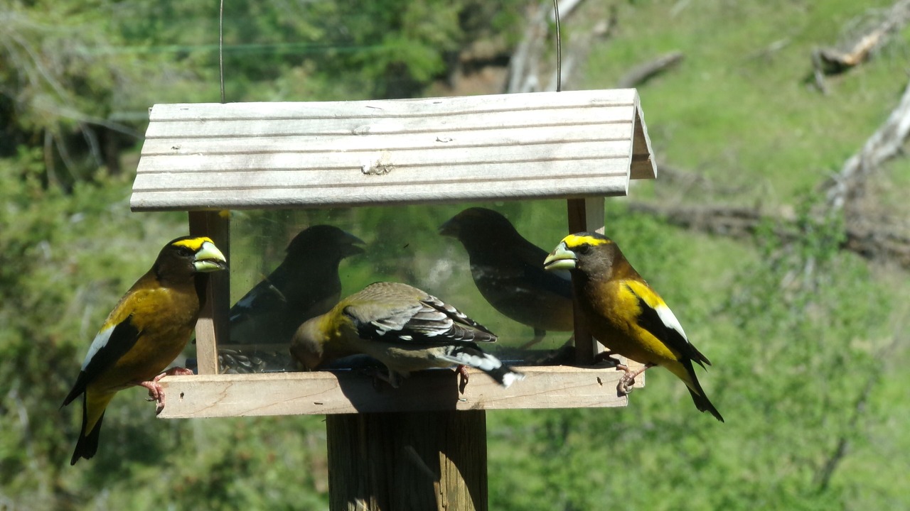 Photo of Outdoor in Oroville