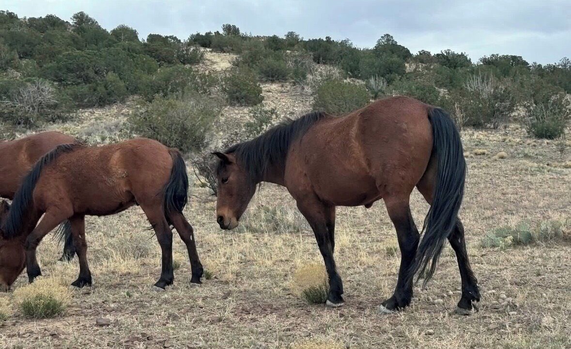 Photo of Others in Placitas