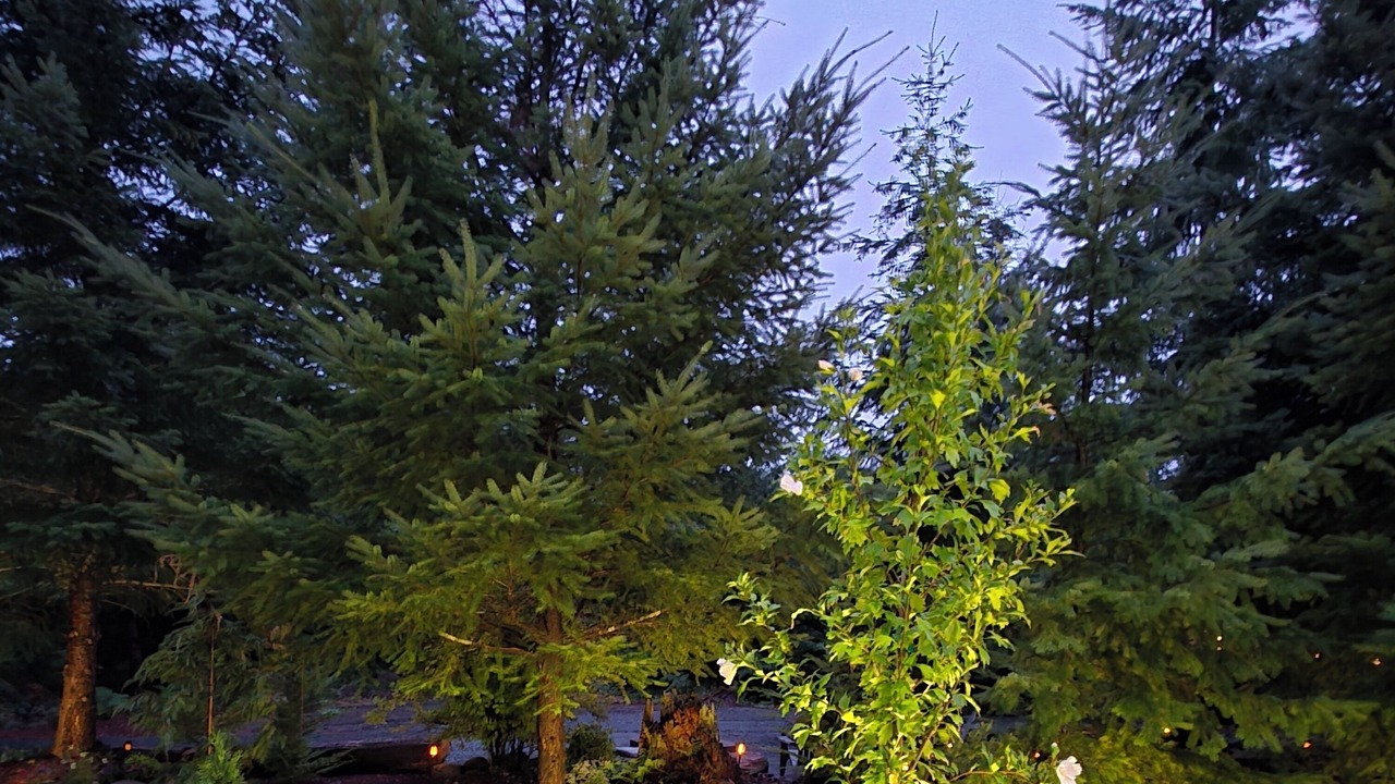 Photo of Outdoor in Randle