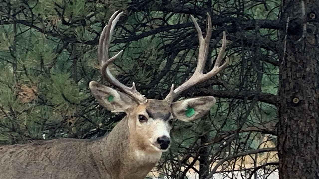 Photo of Others in Evergreen Meadows