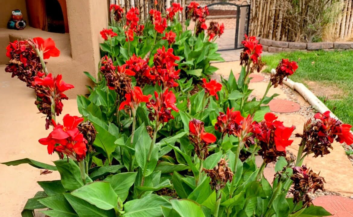Photo of Outdoor in Corrales