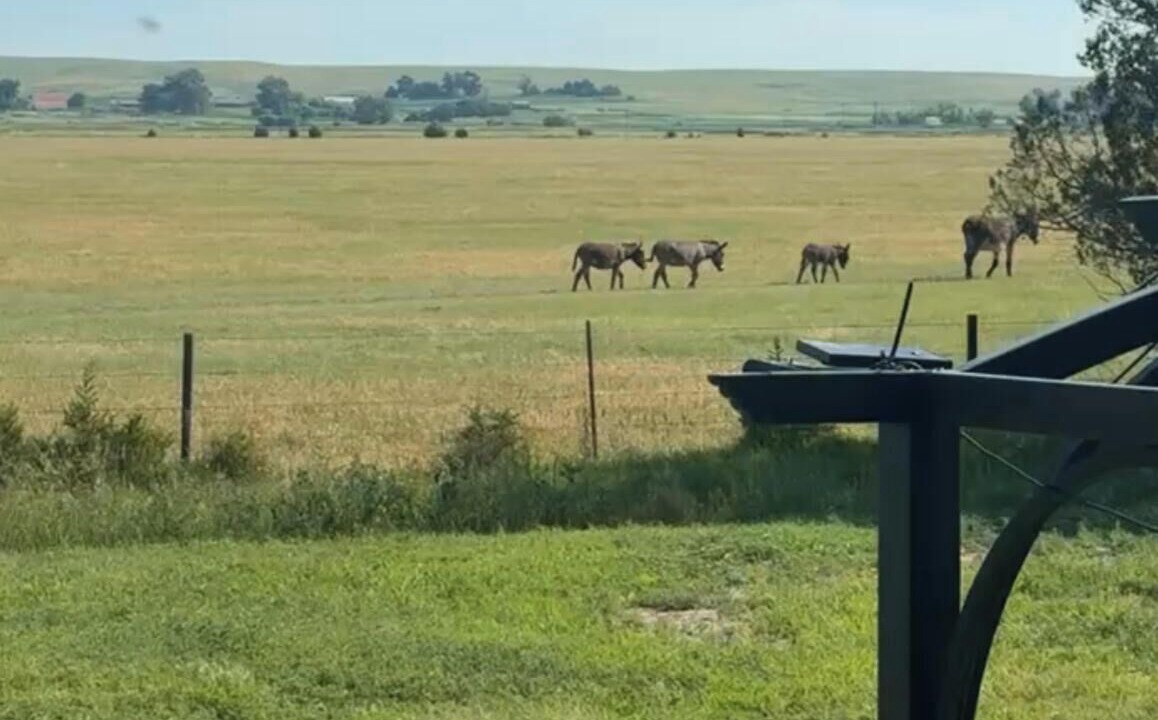 Photo of Others in Whitetail