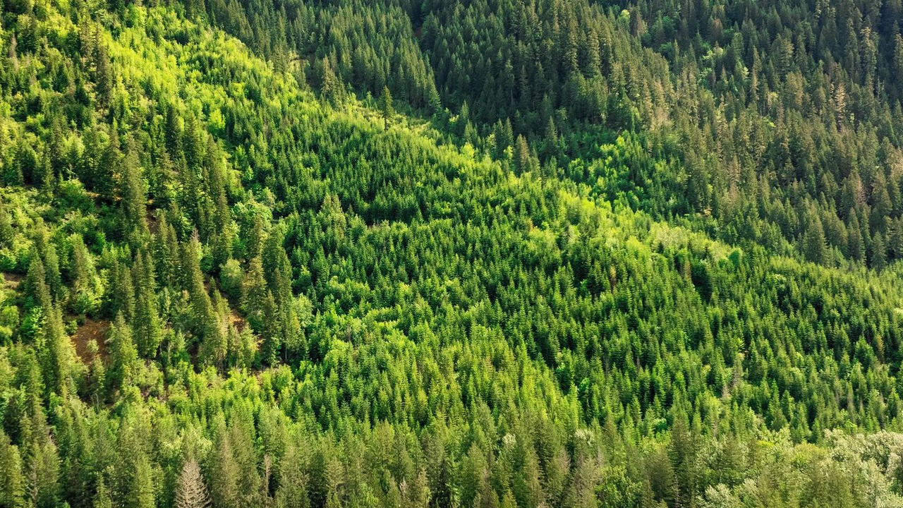 Photo of Others in Marblemount