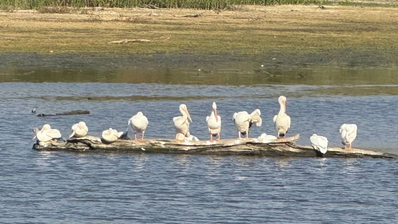 Photo of Others in Niota