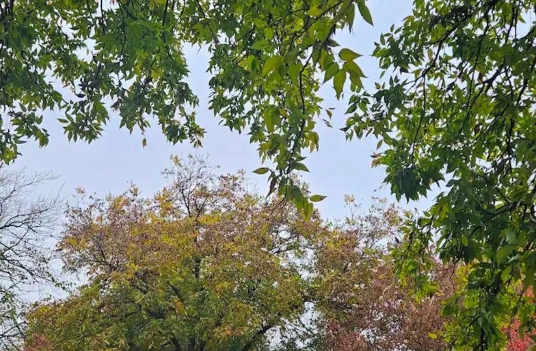 Photo of Outdoor in South Arlington